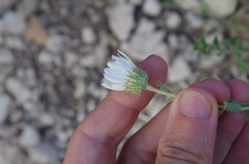 Texas Tansyaster photo 3