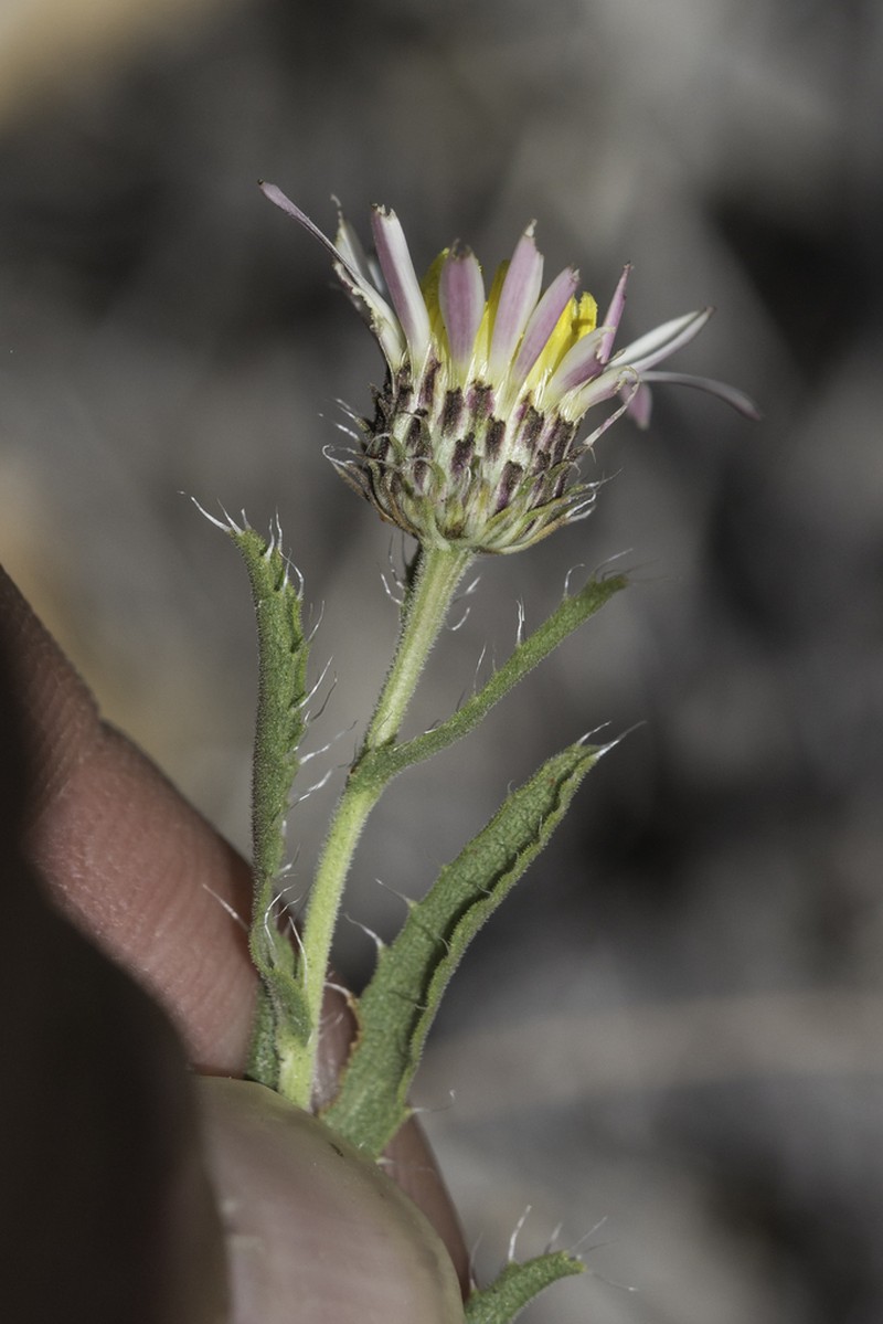 Texas Tansyaster photo 4
