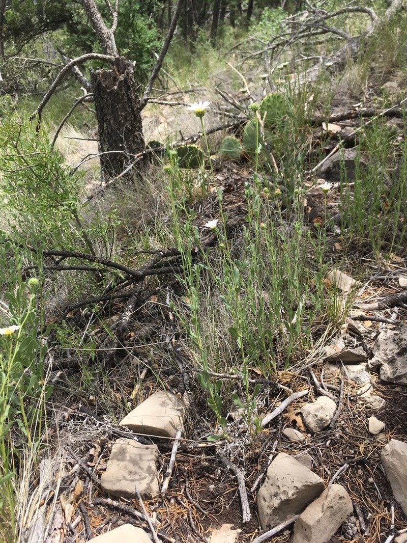 Texas Tansyaster photo 5