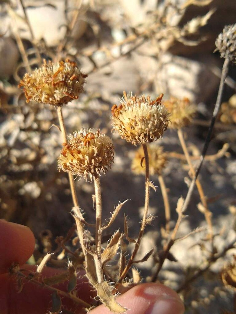 Texas Tansyaster photo 6