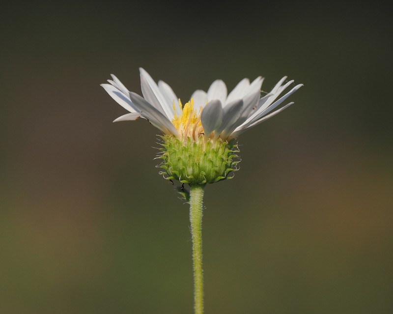 Texas Tansyaster photo 7