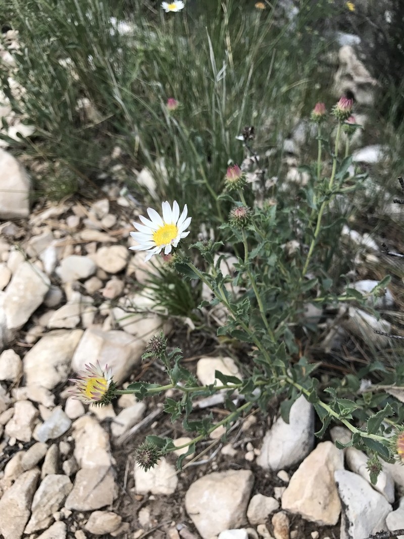 Texas Tansyaster photo 8