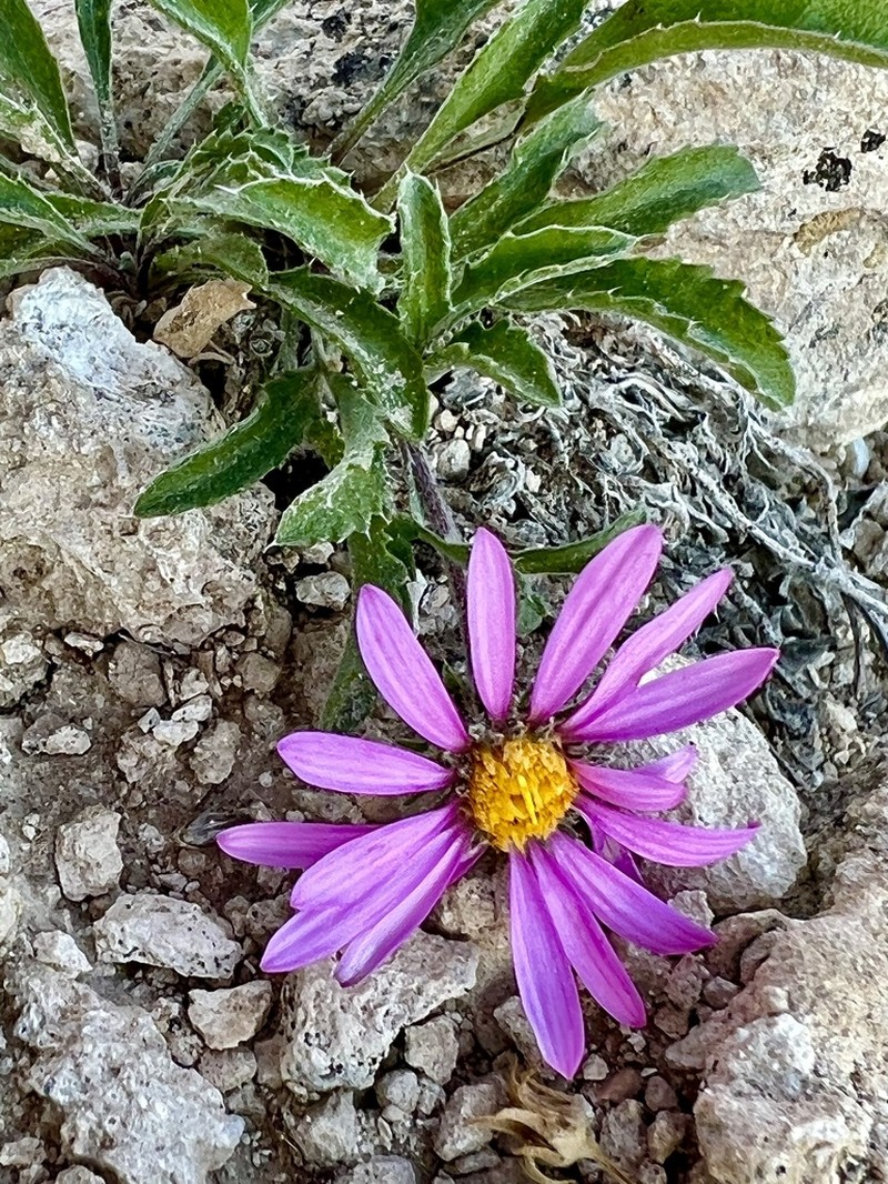 Colorado Tansyaster