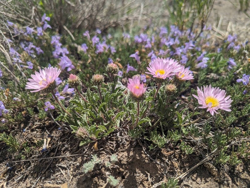 Colorado Tansyaster photo 2