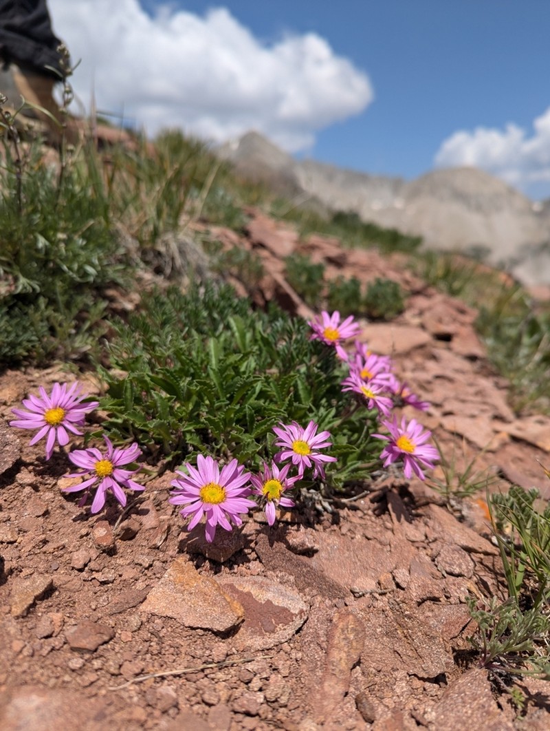 Colorado Tansyaster photo 3