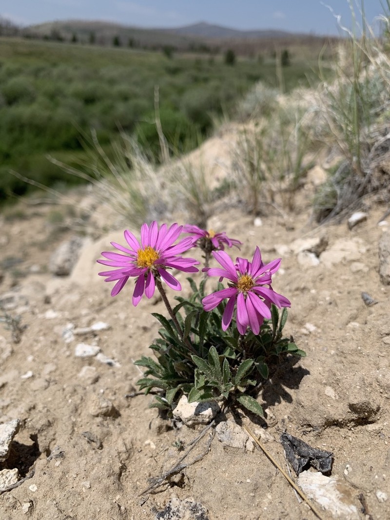 Colorado Tansyaster photo 4