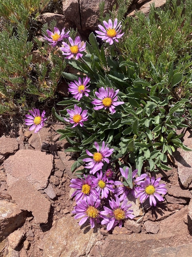 Colorado Tansyaster photo 5