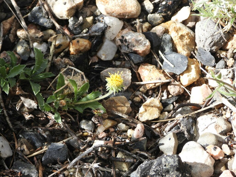 Colorado Tansyaster photo 6