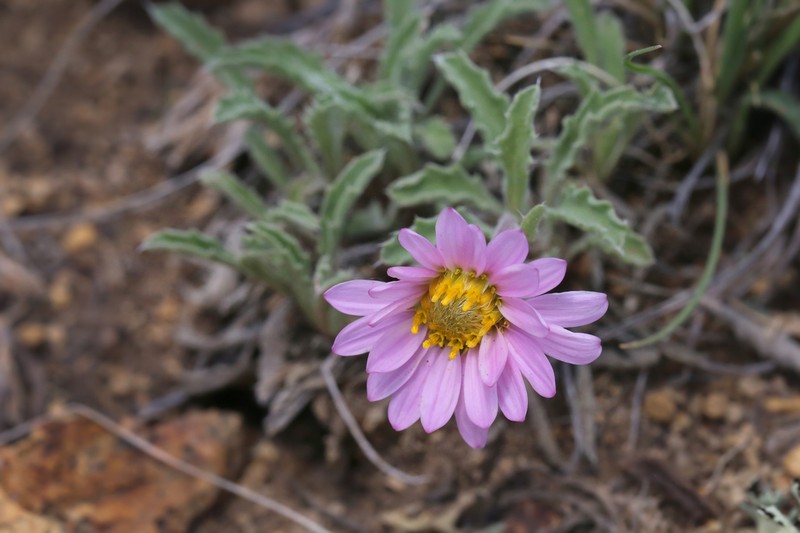 Colorado Tansyaster photo 7
