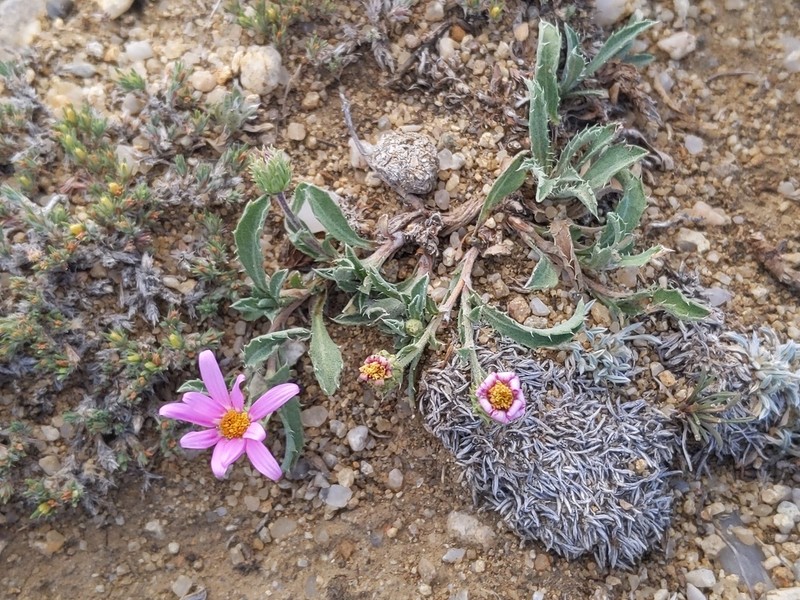 Colorado Tansyaster photo 8
