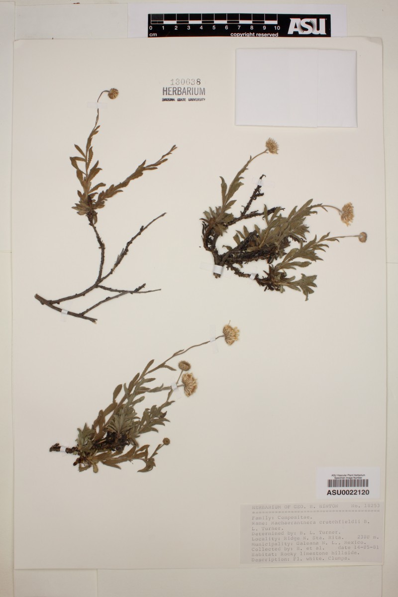 Xanthisma crutchfieldii