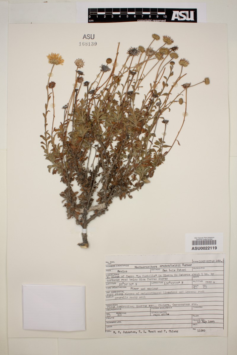 Xanthisma crutchfieldii photo 2