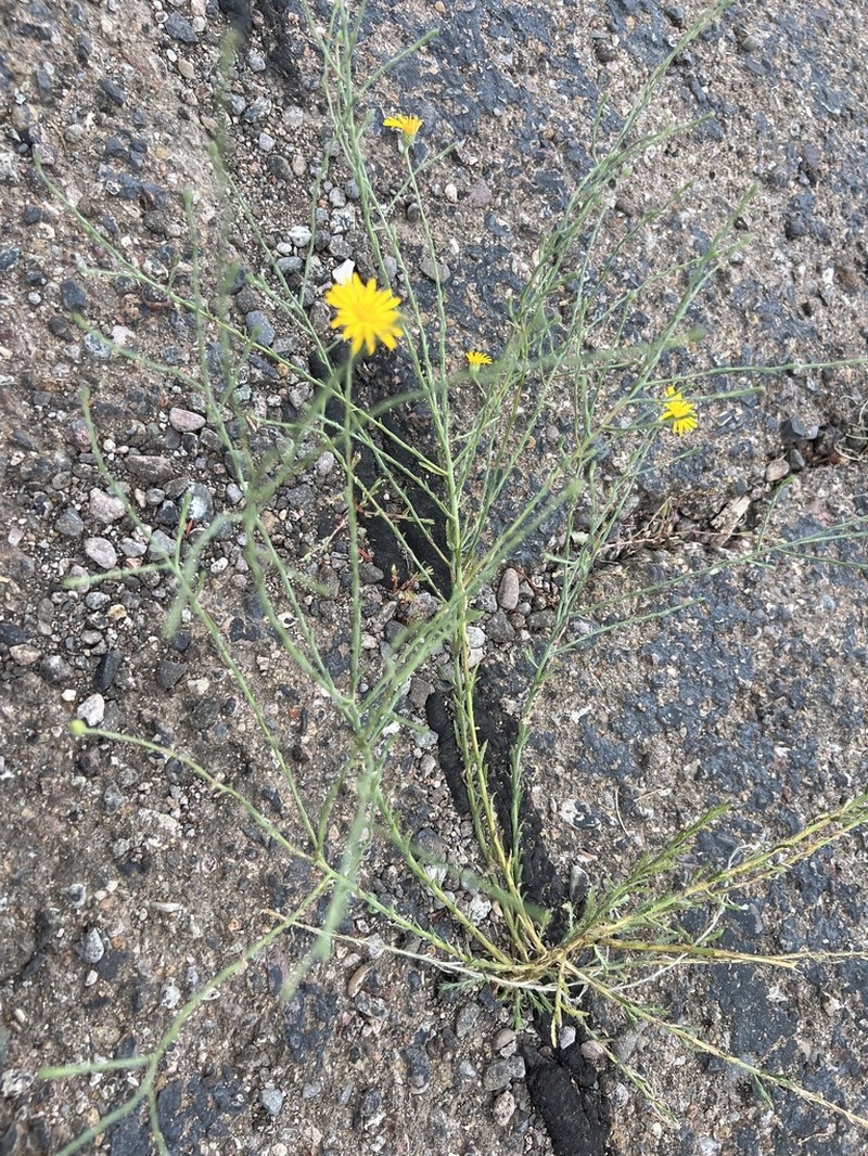 Slender Goldenweed photo 3