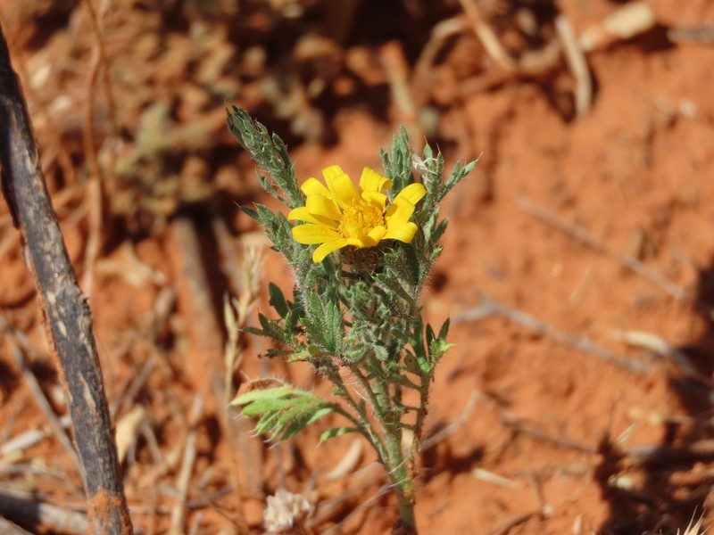 Slender Goldenweed photo 4