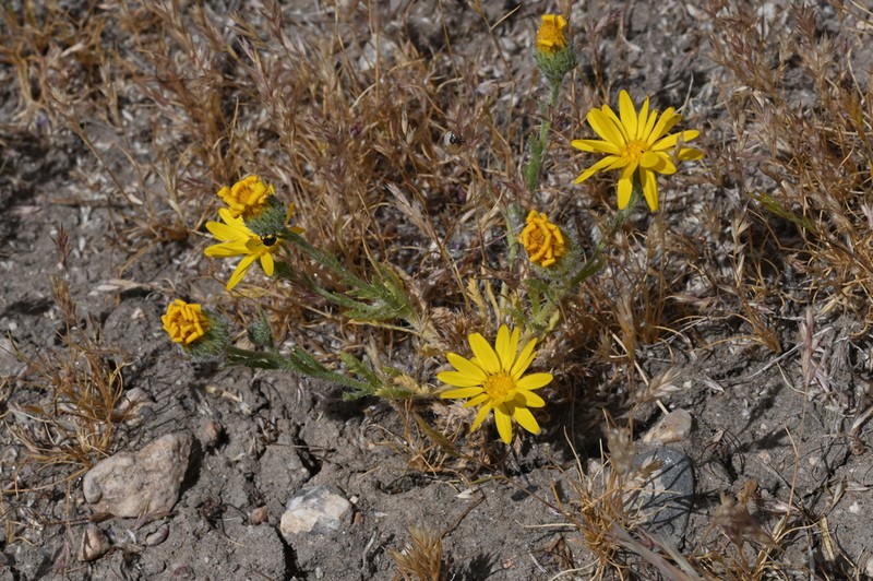 Slender Goldenweed photo 5
