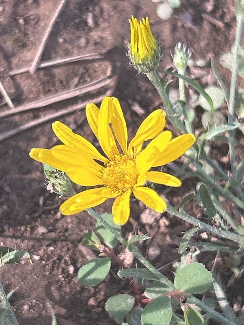 Slender Goldenweed photo 6