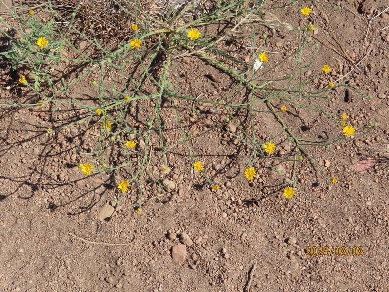 Slender Goldenweed photo 7