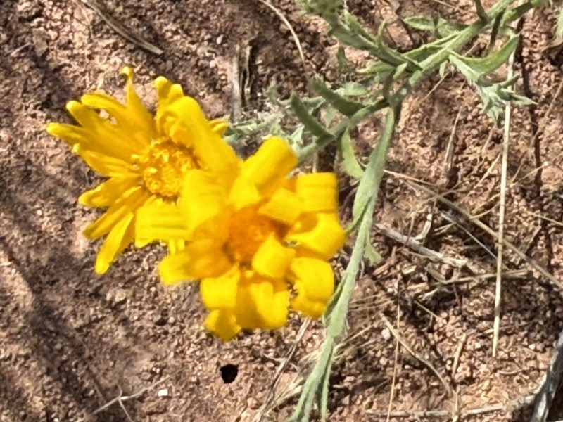 Slender Goldenweed photo 8
