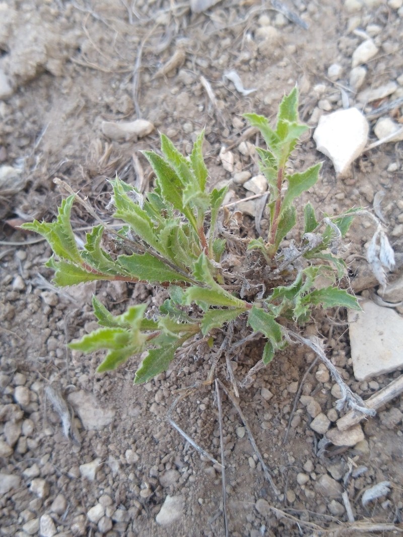 Rayless Tansyaster photo 6