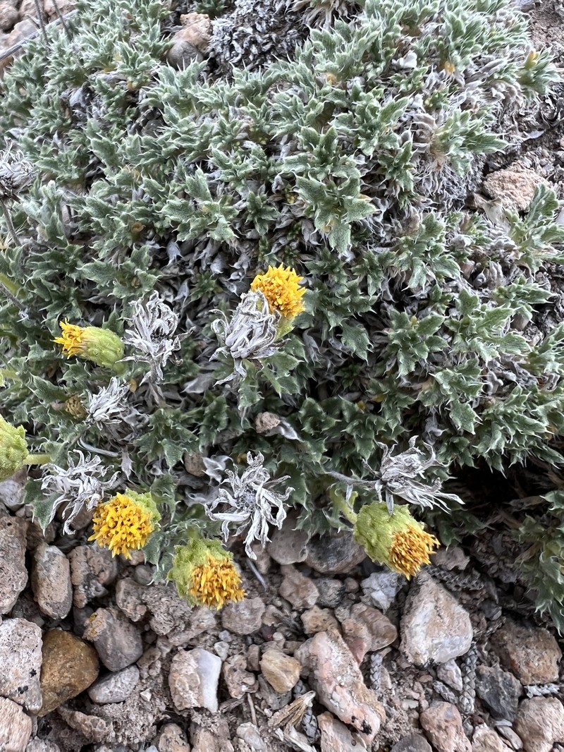 Xanthisma grindelioides var. depressum