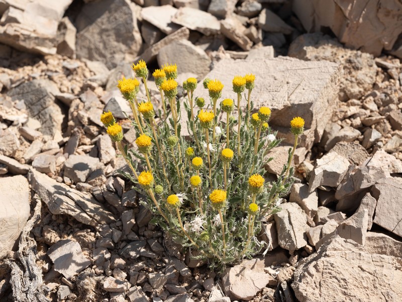 Xanthisma grindelioides var. depressum photo 2