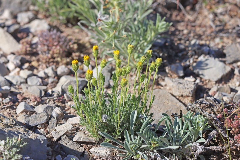 Xanthisma grindelioides var. depressum photo 3