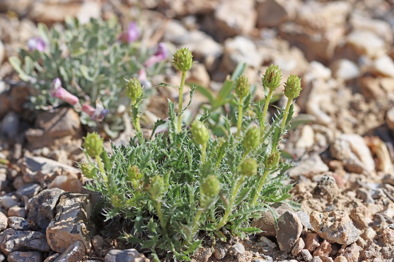 Xanthisma grindelioides var. depressum photo 4