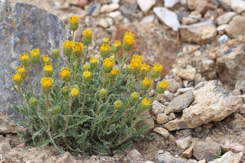 Xanthisma grindelioides var. depressum photo 5