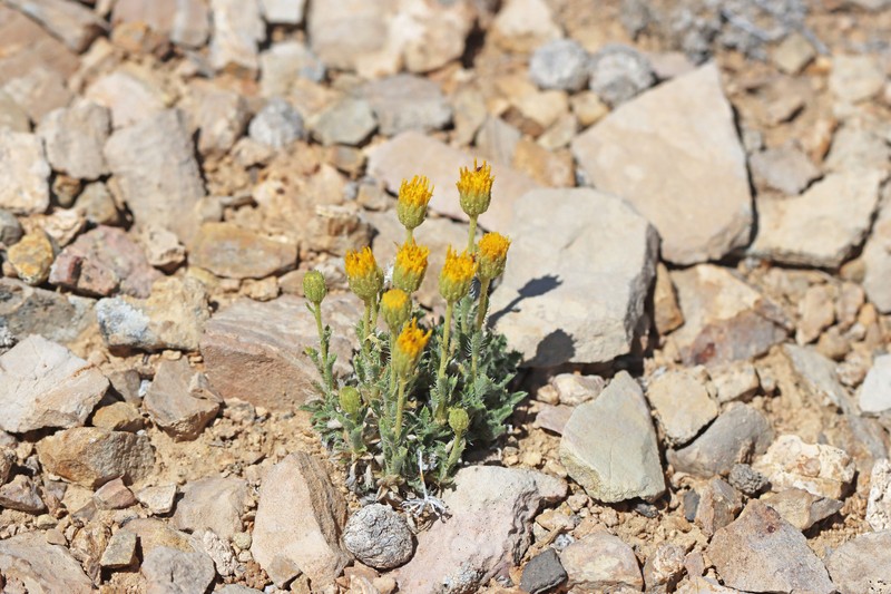 Xanthisma grindelioides var. depressum photo 6
