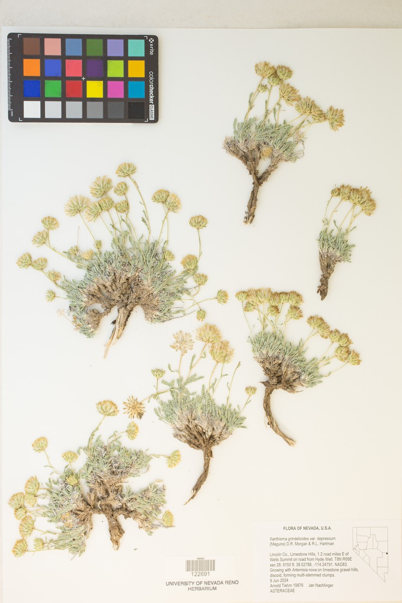 Xanthisma grindelioides var. depressum photo 7