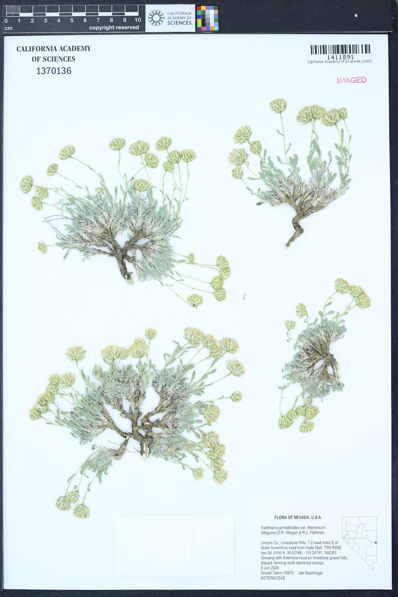Xanthisma grindelioides var. depressum photo 8