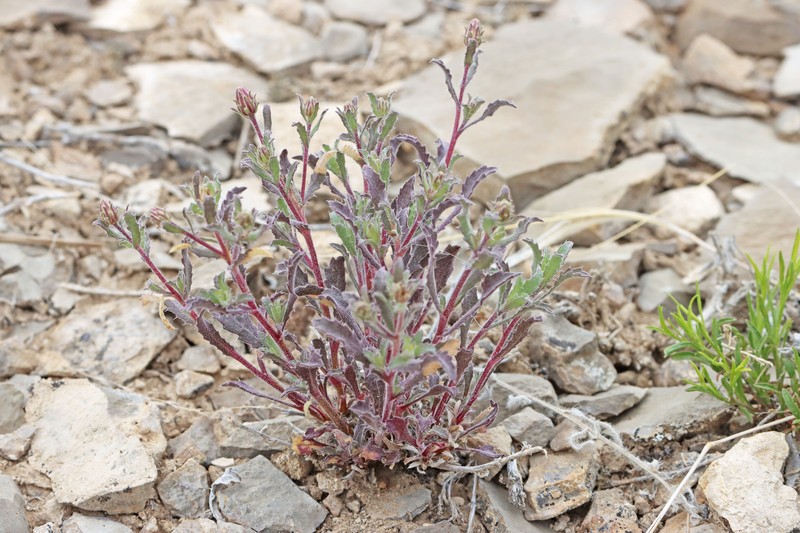 Xanthisma grindelioides var. grindelioides
