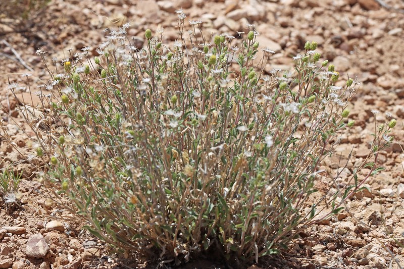 Xanthisma grindelioides var. grindelioides photo 2