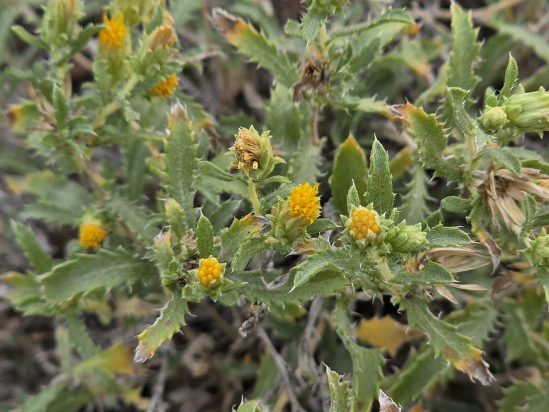 Xanthisma grindelioides var. grindelioides photo 3