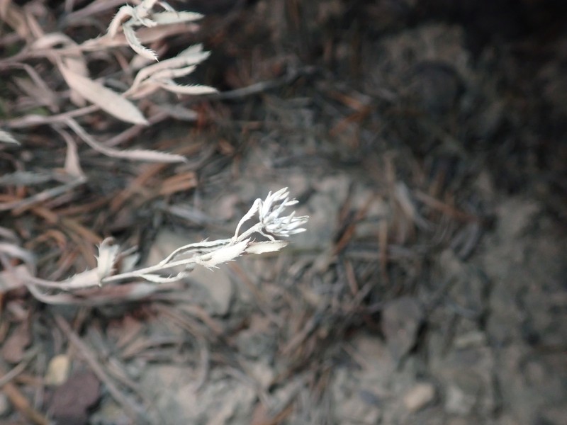 Xanthisma grindelioides var. grindelioides photo 4