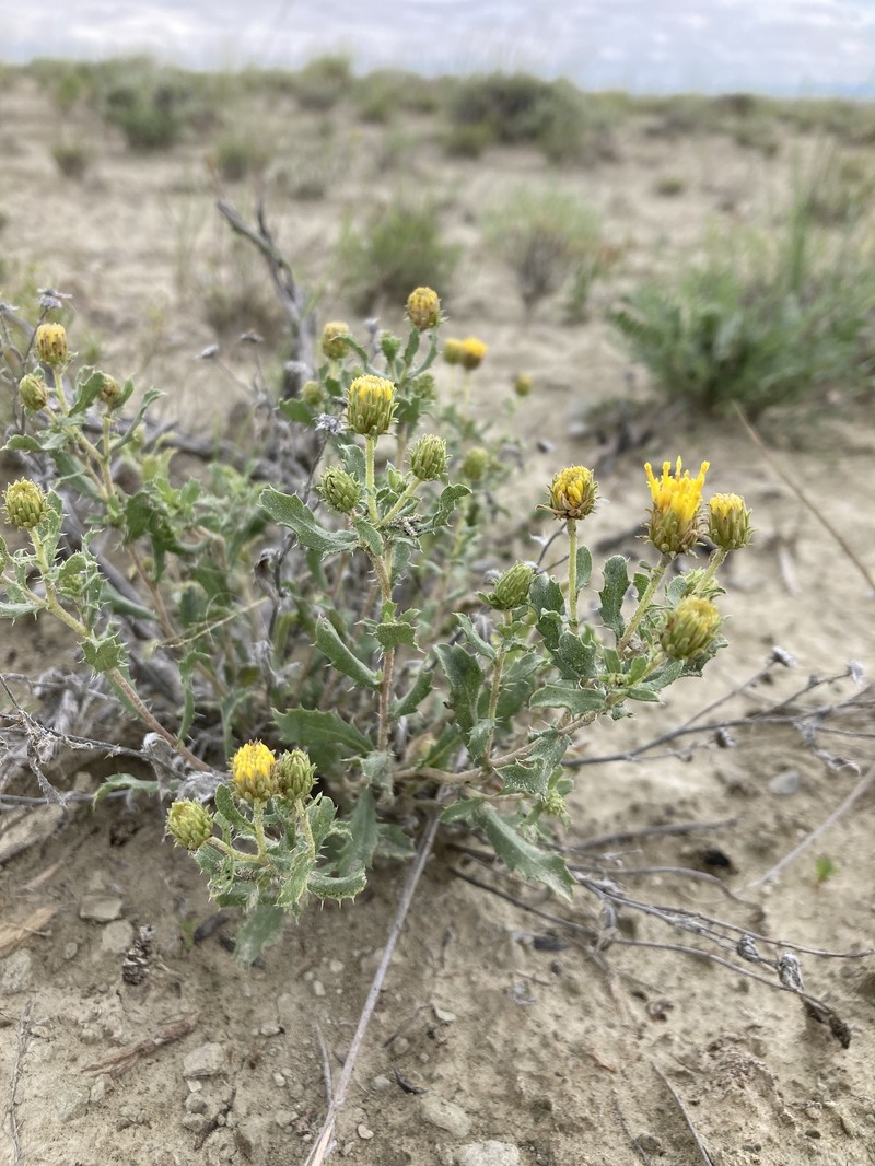 Xanthisma grindelioides var. grindelioides photo 5