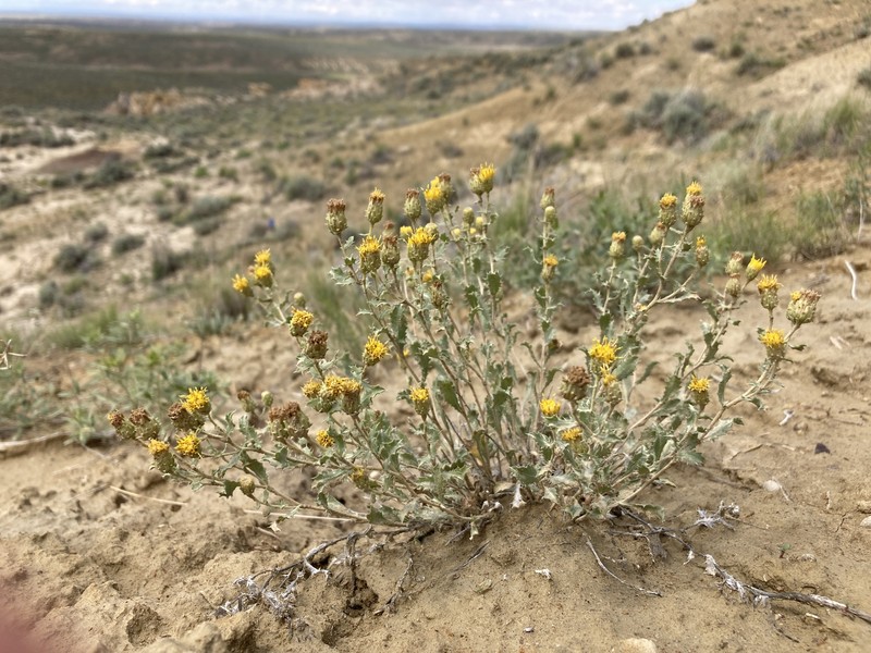 Xanthisma grindelioides var. grindelioides photo 6