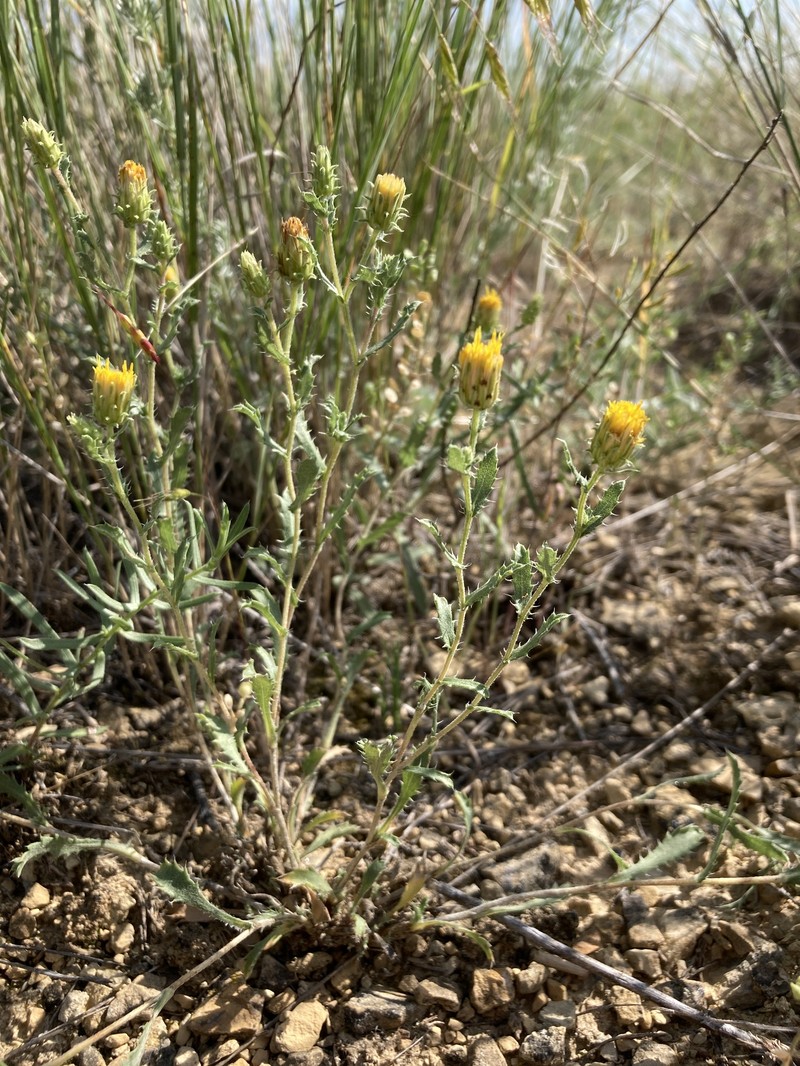 Xanthisma grindelioides var. grindelioides photo 7