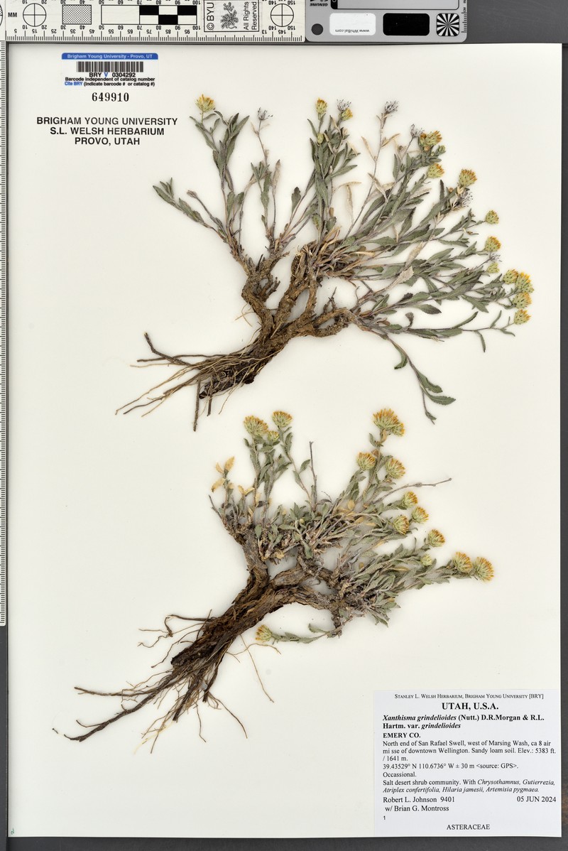 Xanthisma grindelioides var. grindelioides photo 8
