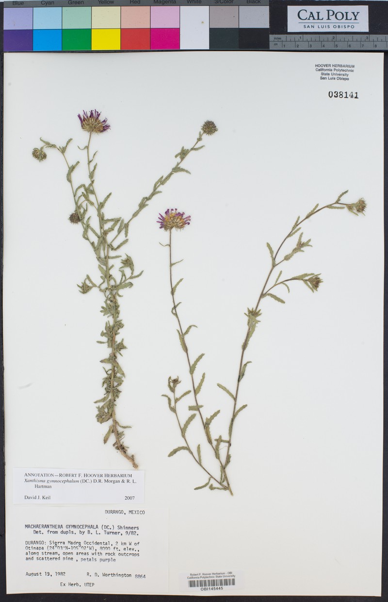 Xanthisma gymnocephalum