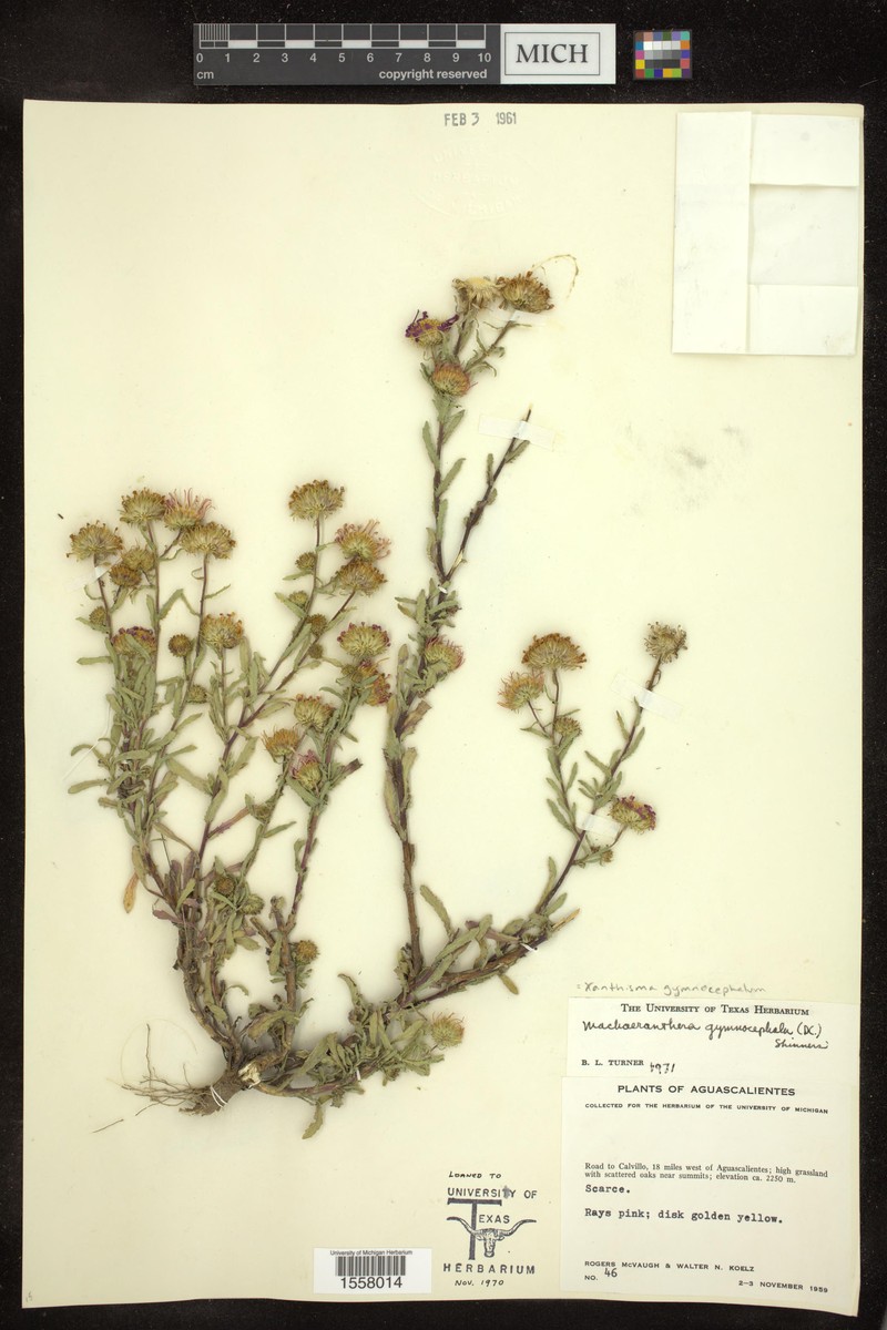 Xanthisma gymnocephalum photo 2