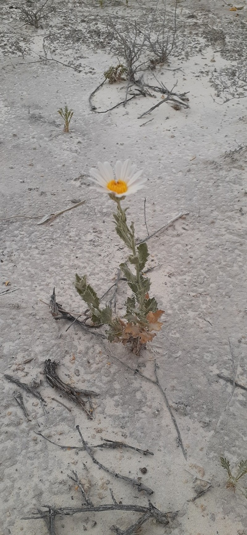 Gypsum Tansyaster