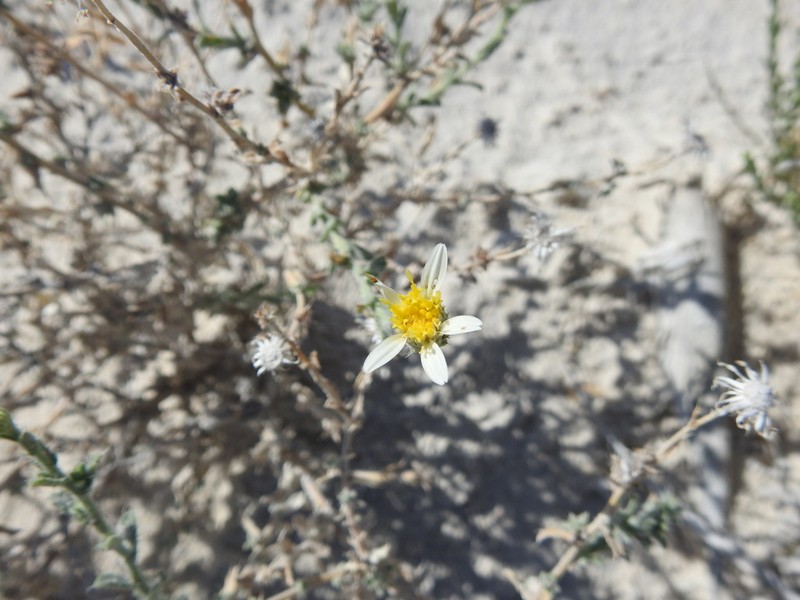 Gypsum Tansyaster photo 2