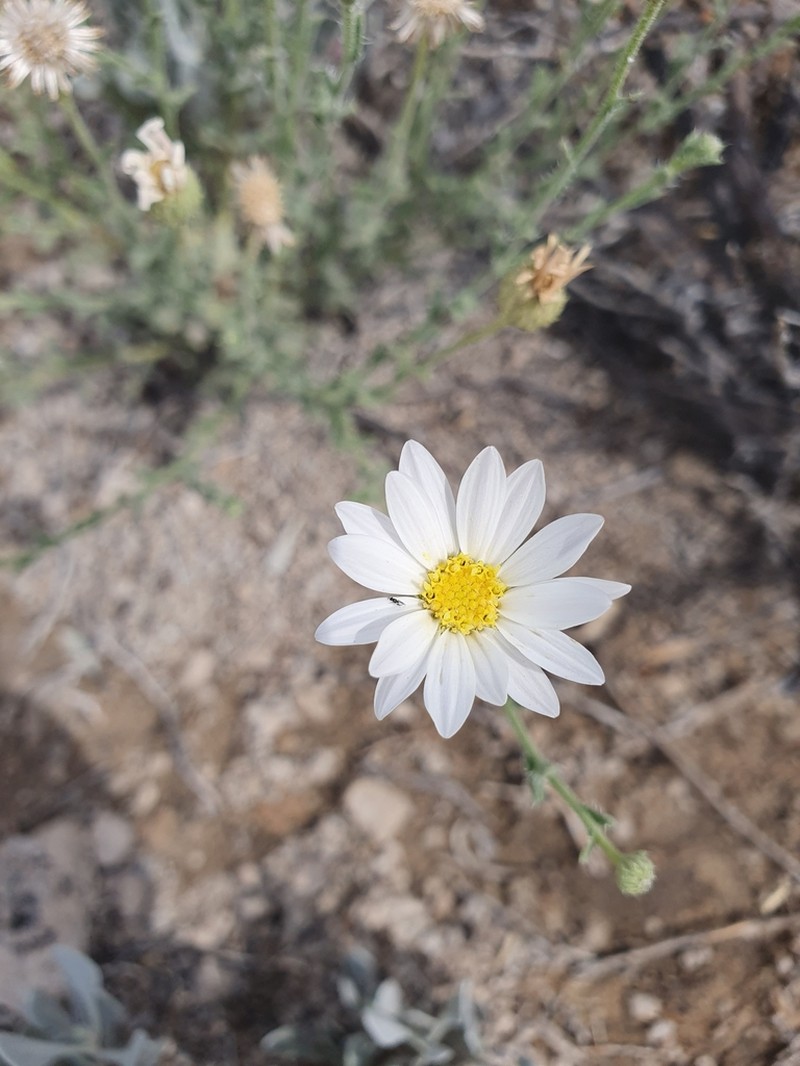 Gypsum Tansyaster photo 3