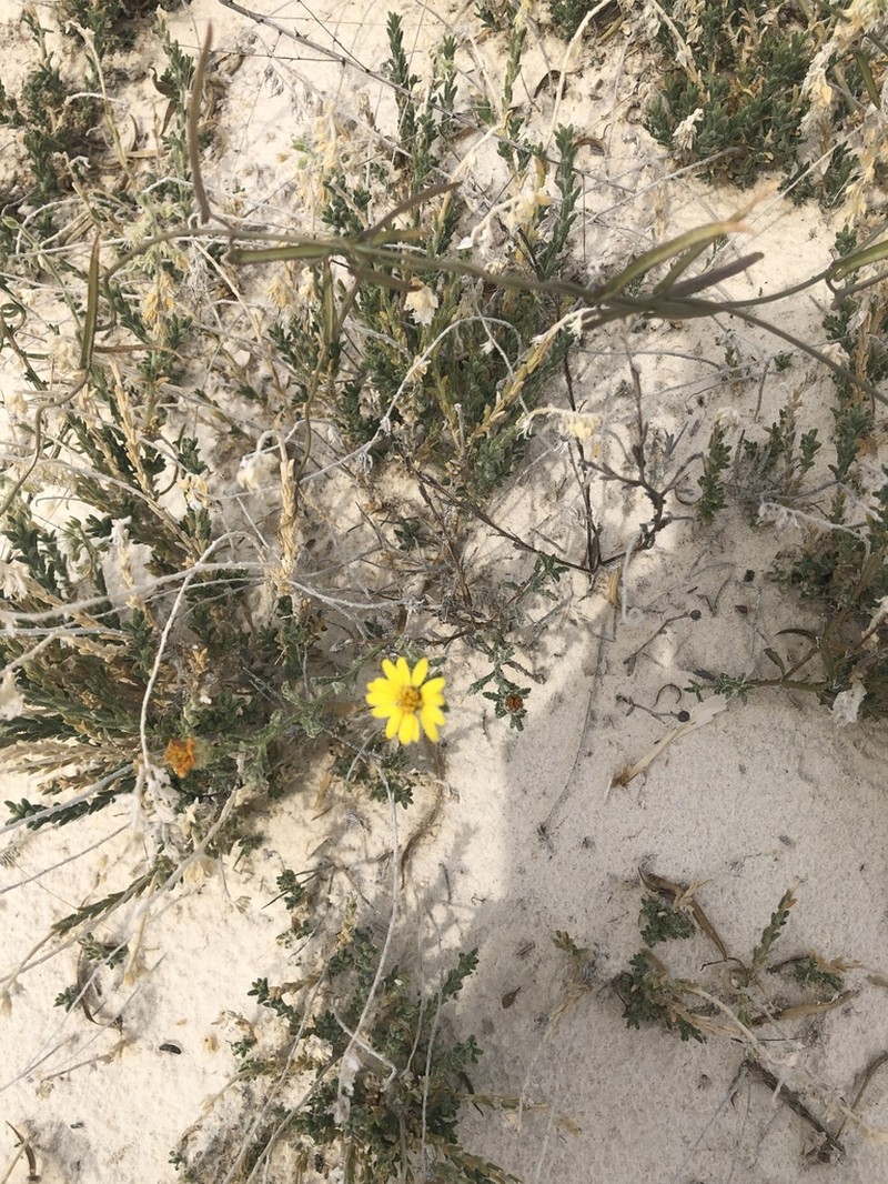 Gypsum Tansyaster photo 4
