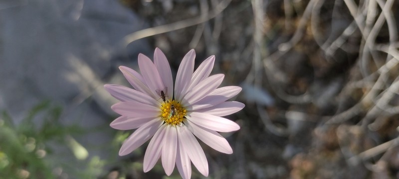 Gypsum Tansyaster photo 5