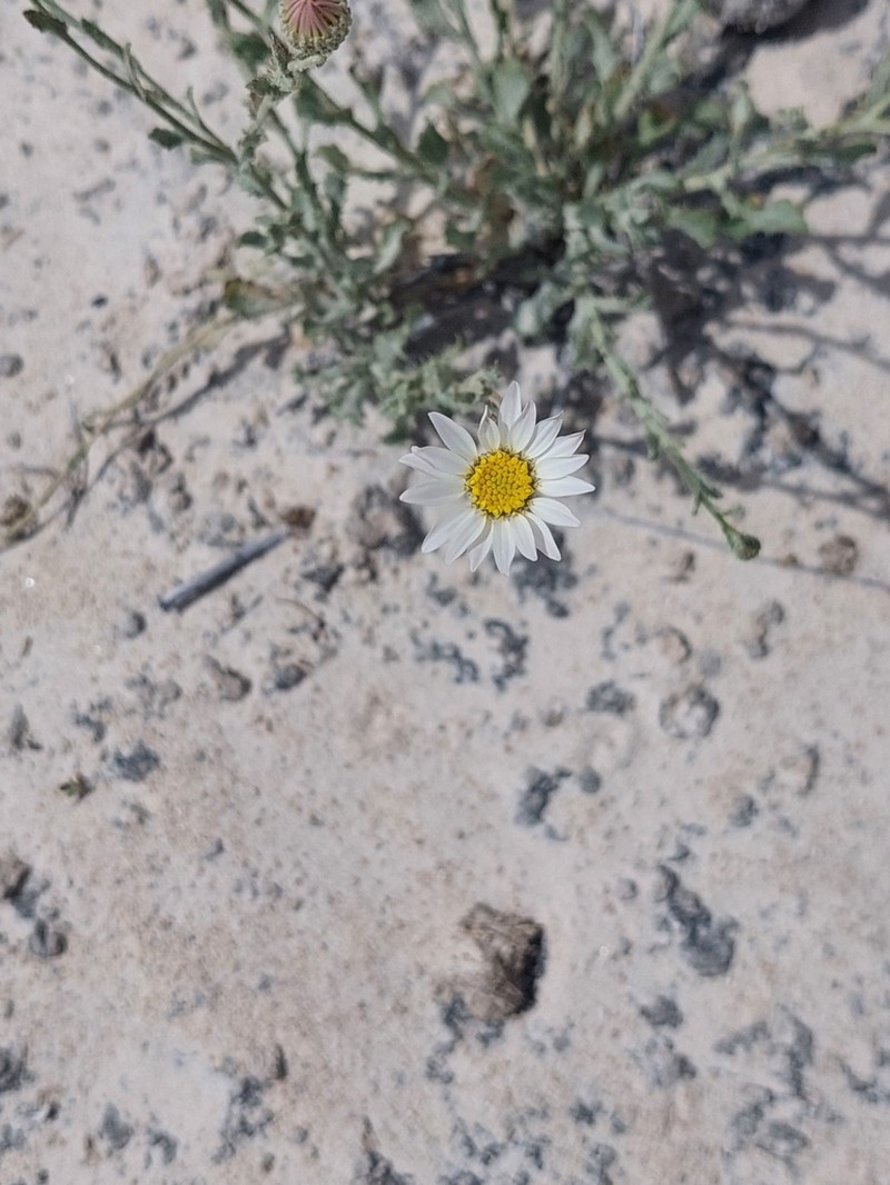 Gypsum Tansyaster photo 6