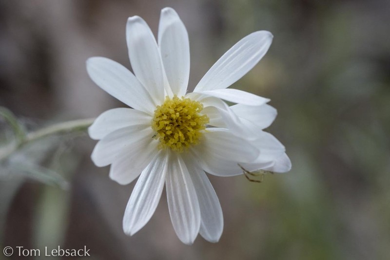 Gypsum Tansyaster photo 7