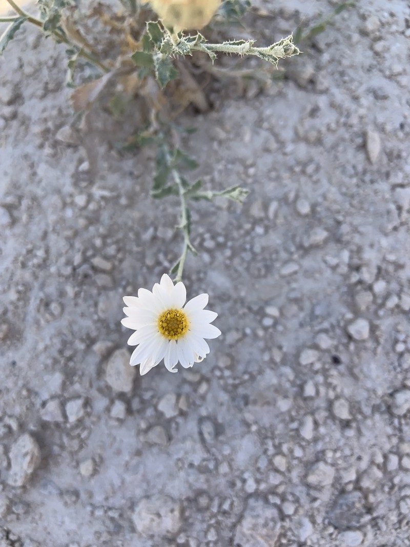 Gypsum Tansyaster photo 8