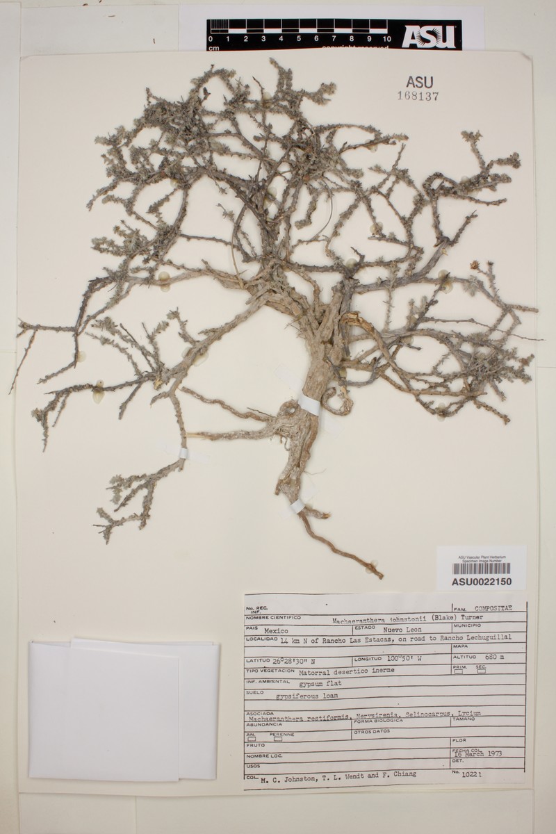 Xanthisma johnstonii